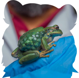 Conservacion de Anfibios