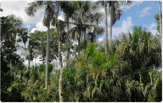 Programas de reforestacion