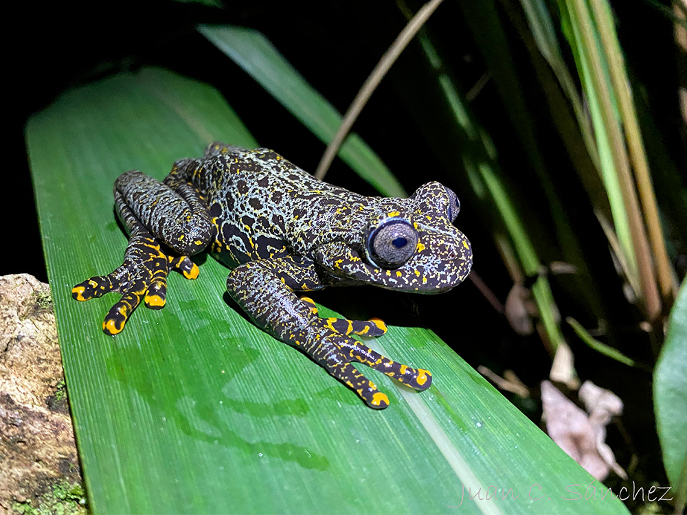Proyecto de Conservación de Anfibios