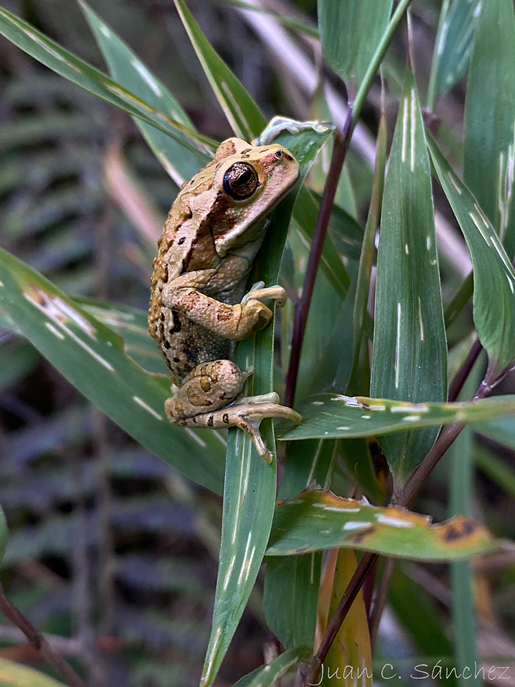 Proyecto de Conservación de Anfibios