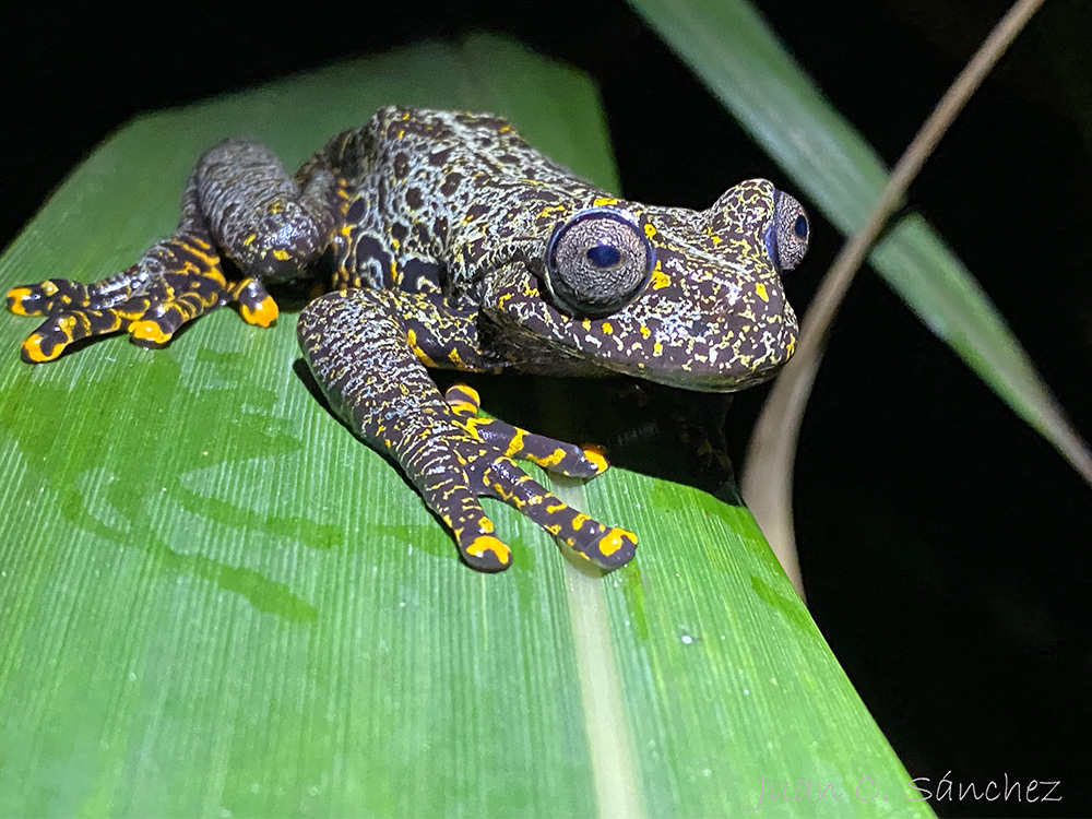 Proyecto de Conservación de Anfibios