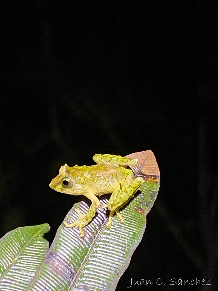 Proyecto de Conservación de Anfibios