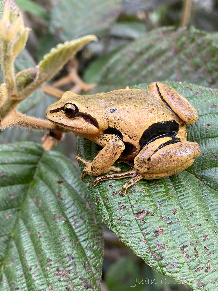 Proyecto de Conservación de Anfibios