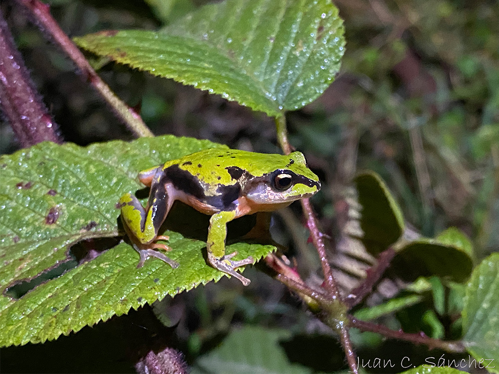 Proyecto de Conservación de Anfibios