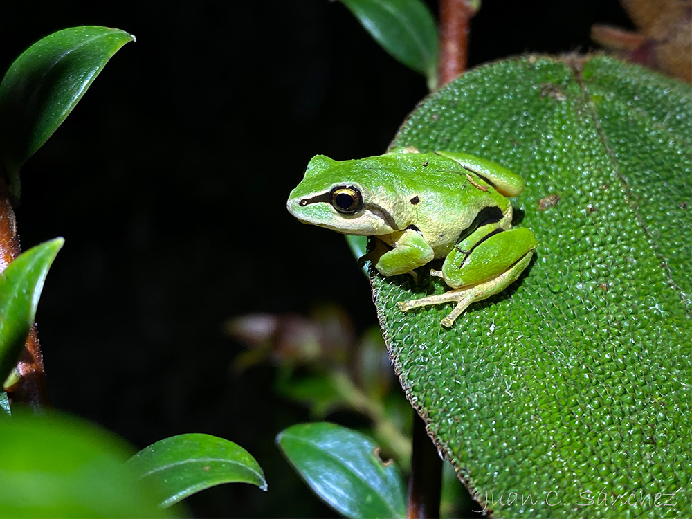 Proyecto de Conservación de Anfibios