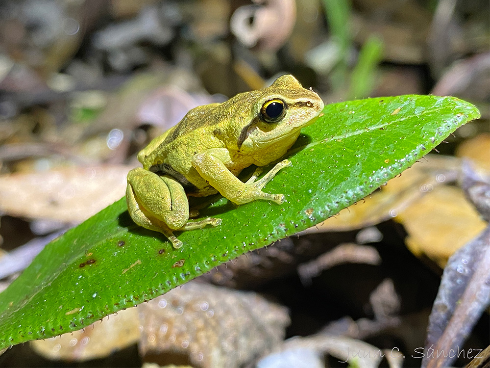 Proyecto de Conservación de Anfibios