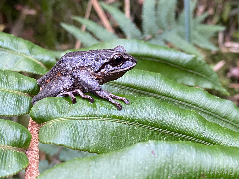 Proyecto de Conservación de Anfibios