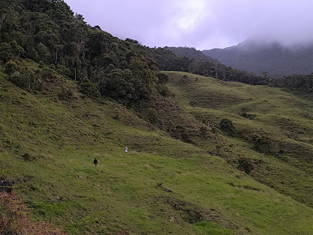 Proyecto de Conservación de Anfibios