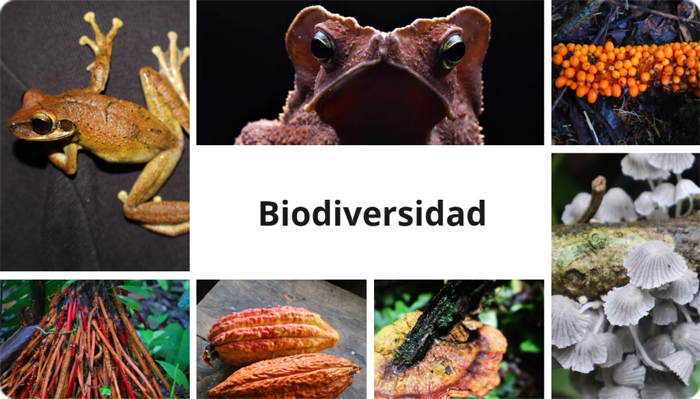 Selva en peligro: las amenazas que enfrentamos