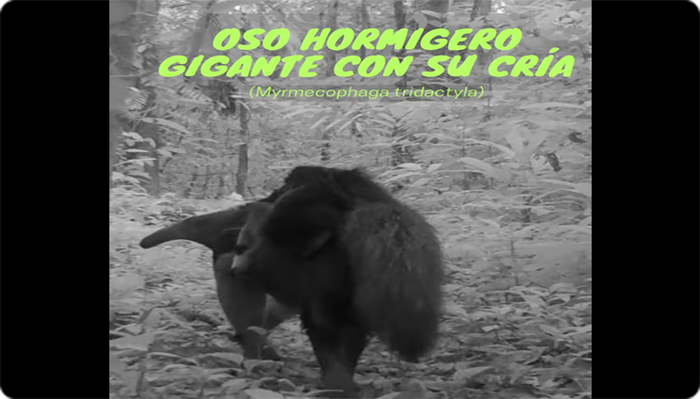 Programa de Monitoreo Selva Eterna